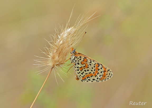 Roter Scheckenfalter (Melitaea didyma)